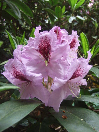 National Trust Hare Hill